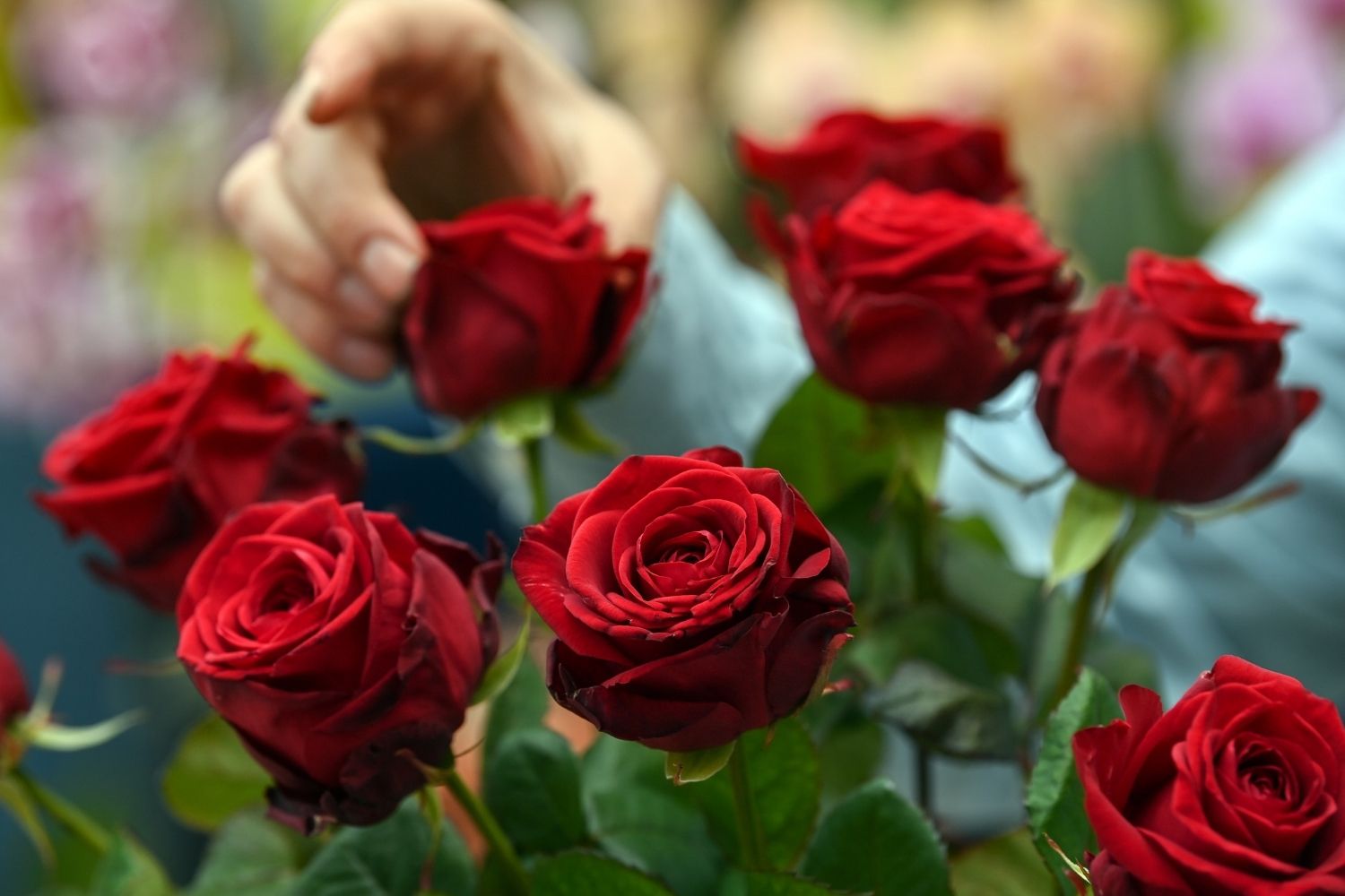 attachment-theory-roses